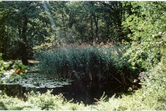 For�t de Notre Dame - 100 m NGF